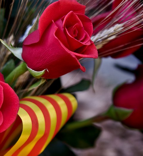 rosa-sant-jordi