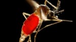150731183118-aedes-aegypti-medium-plus-169