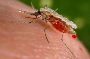mosquito-malaria-transmision