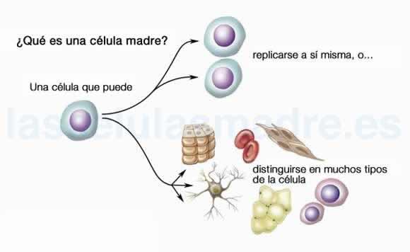 celulas-madre